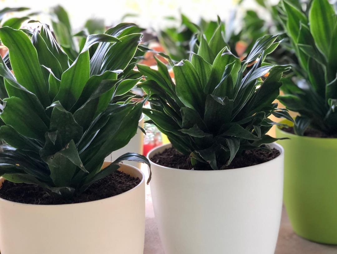 54731834_155122305505639_8132121727149850608_n